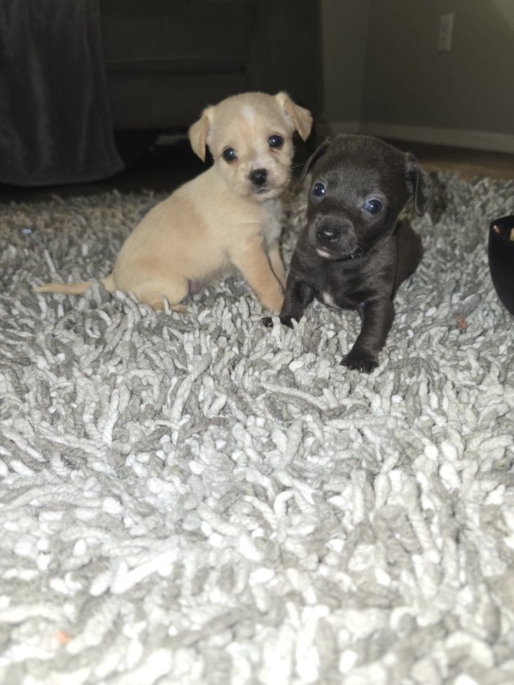 !!chihuahua chorkie puppies soooo cute!!!