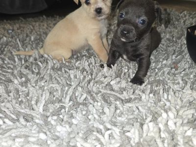 !!chihuahua chorkie puppies soooo cute!!!