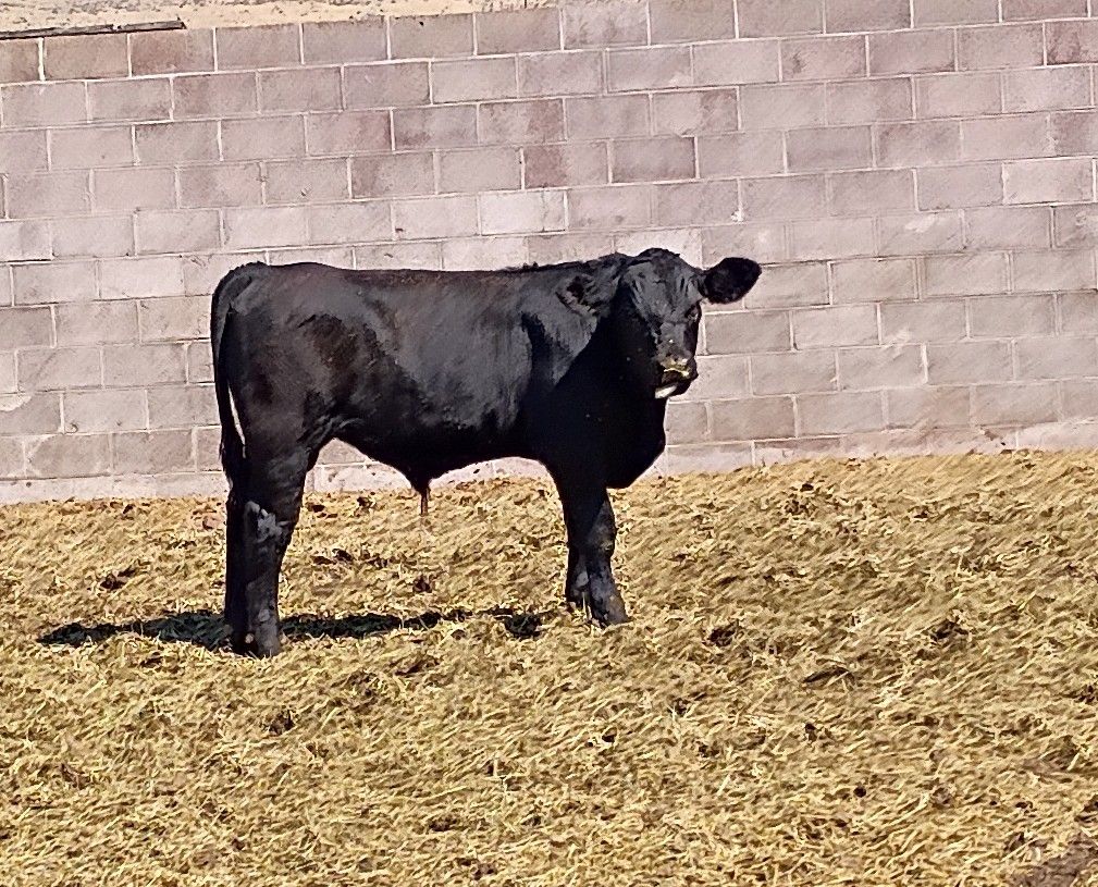 Angus bull calf