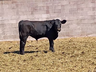 Angus bull calf