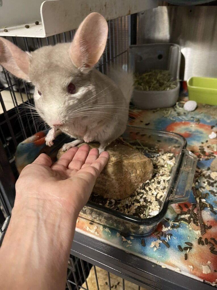 Chinchillas for Adoption: Mac