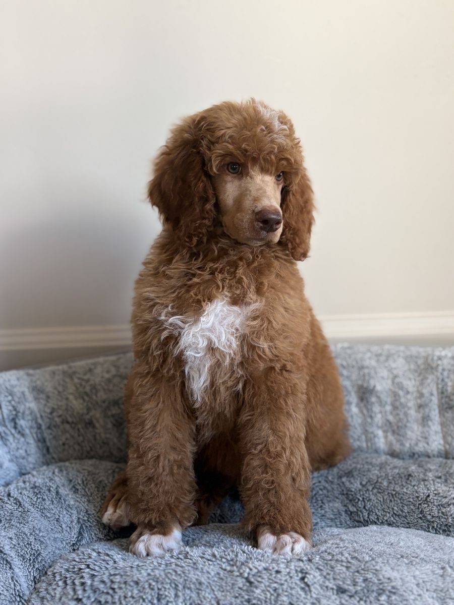 AKC Standard Poodle Puppy