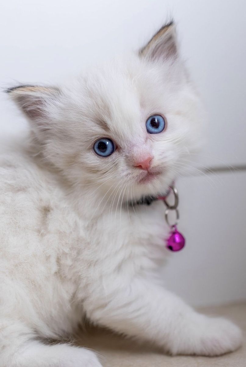 GORGEOUS RAGDOLLS-REDUCED PRICE!