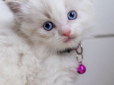 GORGEOUS RAGDOLLS-REDUCED PRICE!