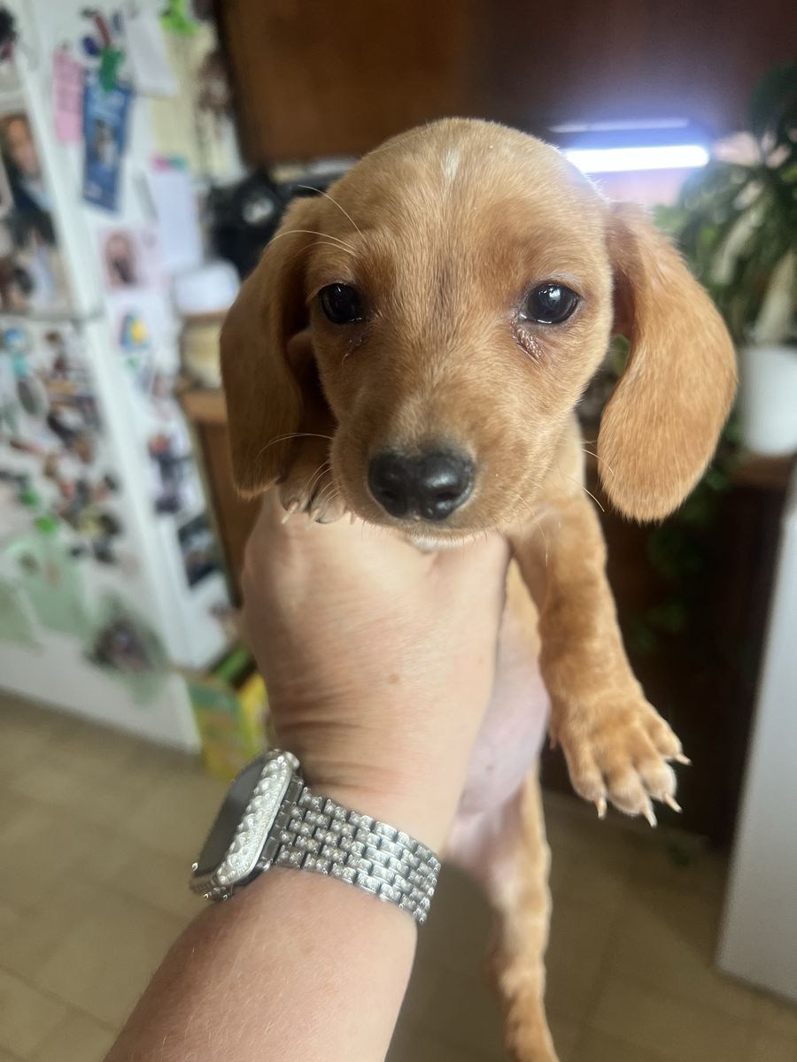 Male Purebred Dachshund Puppy