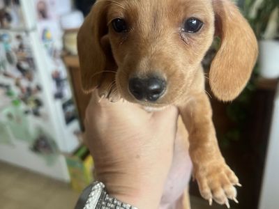 Male Purebred Dachshund Puppy
