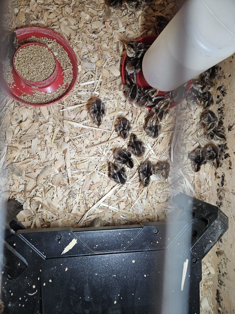 quail chicks