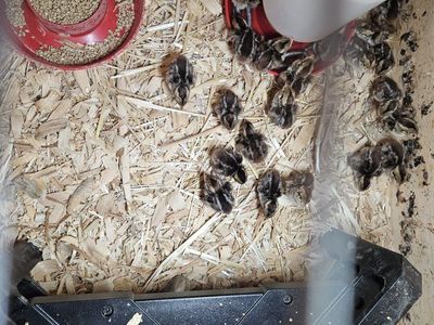 quail chicks