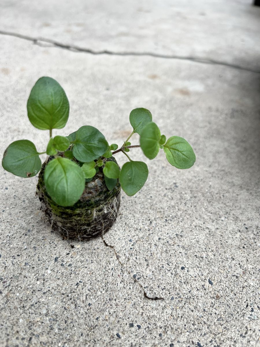 Oregano Seedling