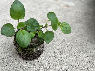 Oregano Seedling