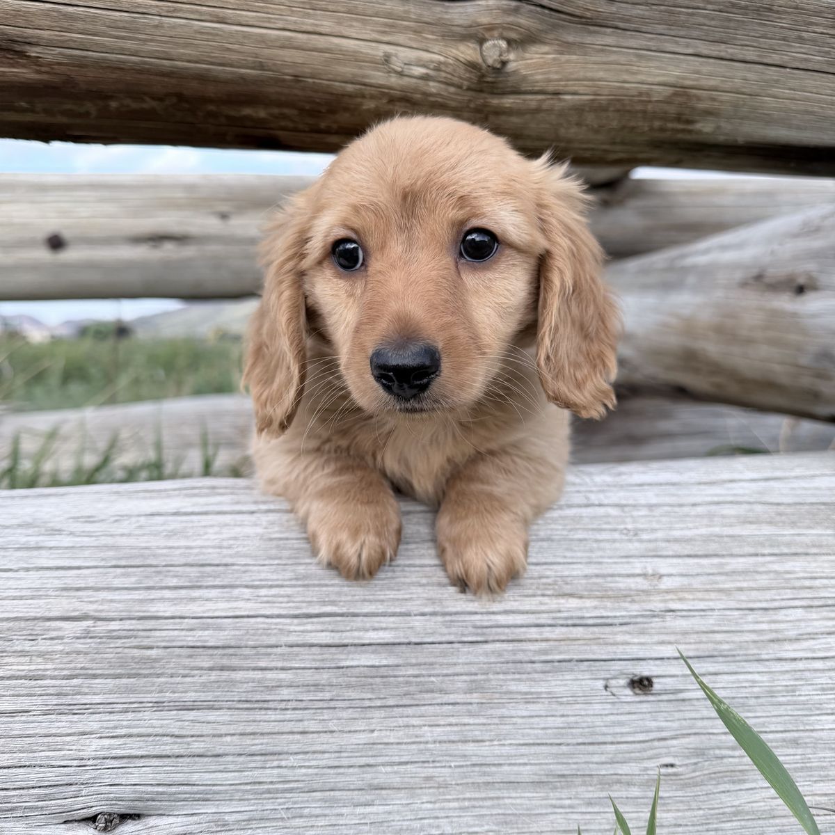 Miniature Dachshund Longhair Puppies