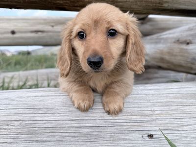 Miniature Dachshund Longhair Puppies