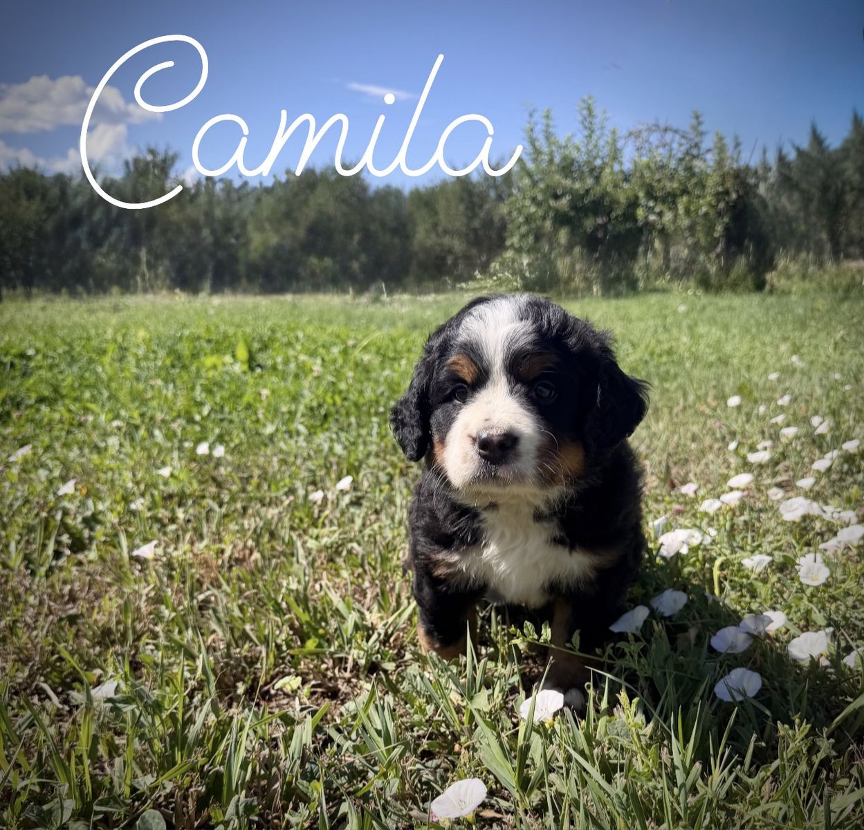 AKC Bernese Mountain dog puppy