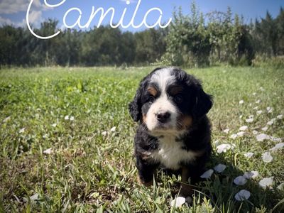 AKC Bernese Mountain dog puppy