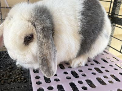 Pedigreed Holland lop Doe