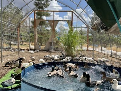 Call Ducks