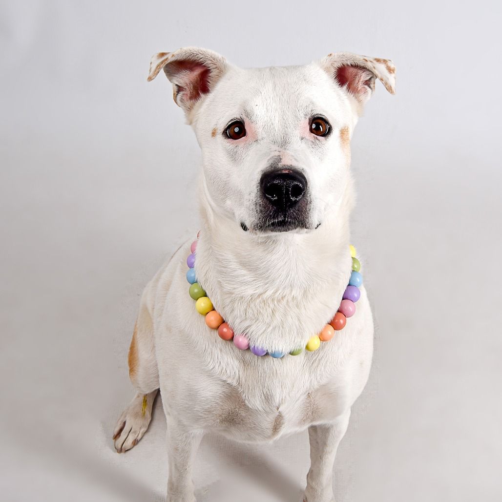 Hello my name is Polly