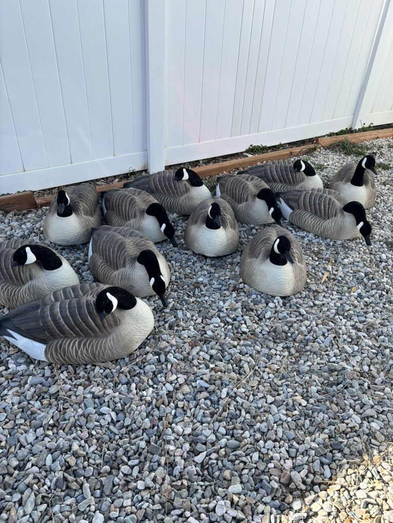 Goose Decoys