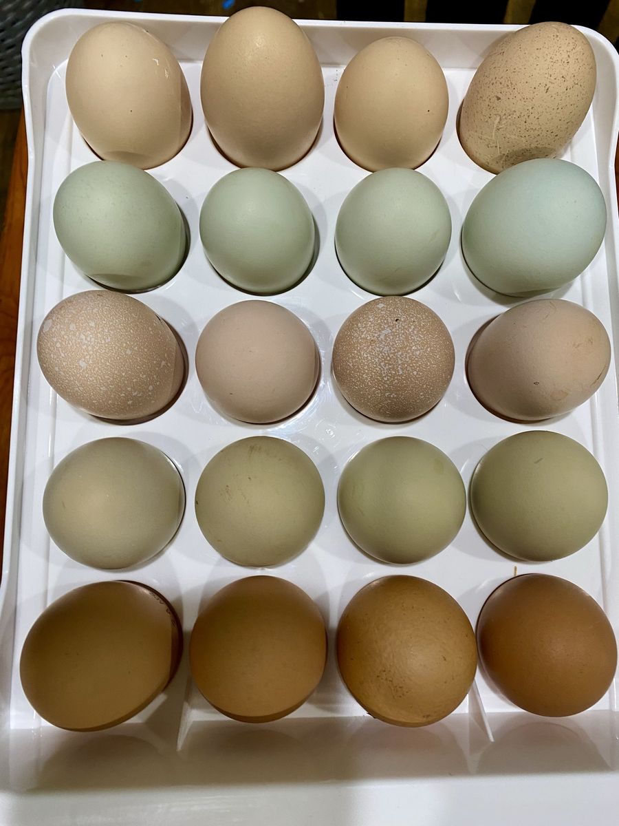 Farm Fresh Colorful Eggs