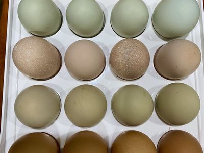 Farm Fresh Colorful Eggs