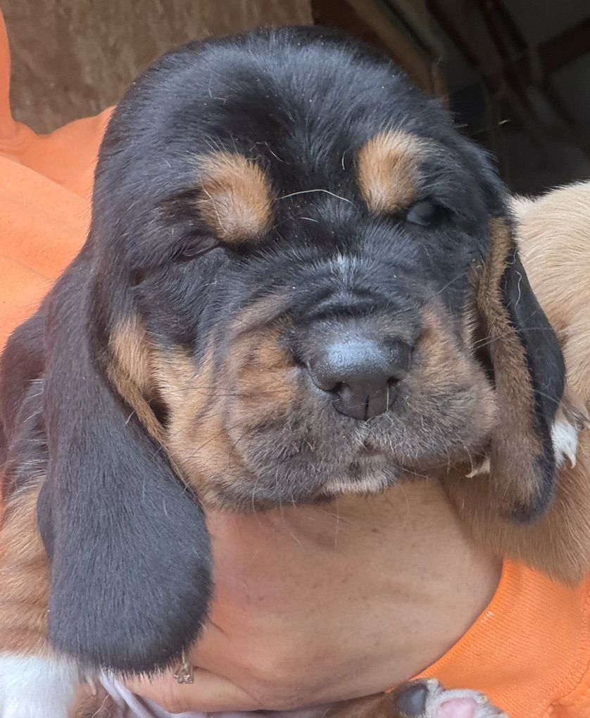 Basset Hound Puppies!!AKC