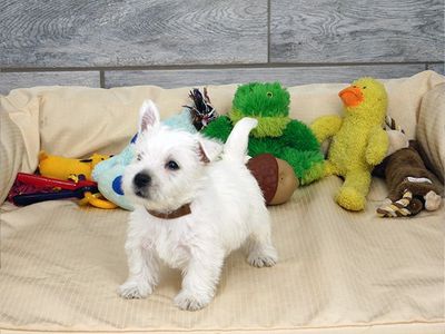 AKC West Highland Terrier puppeis (westie)