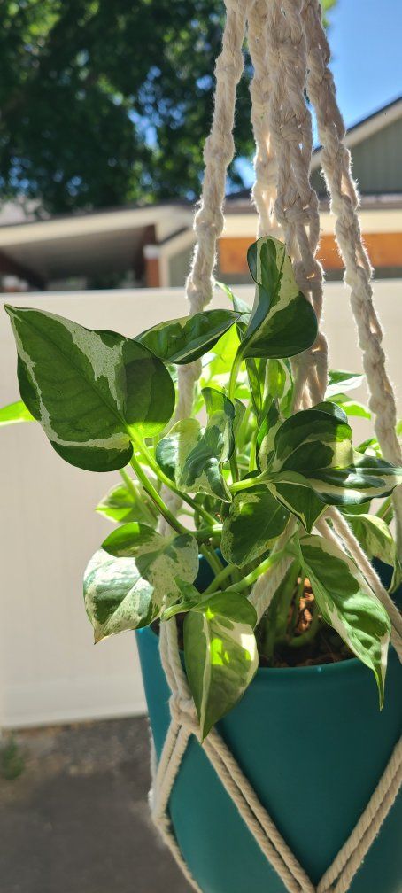 Handmade Macrame Plant Hanger with Blue Pot and Pothos Plant - 10" diameter