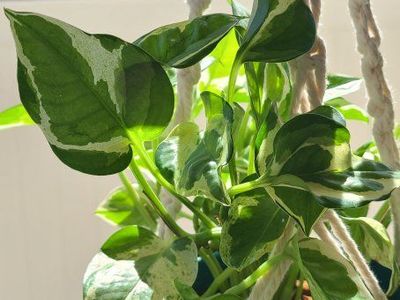 Handmade Macrame Plant Hanger with Blue Pot and Pothos Plant - 10" diameter