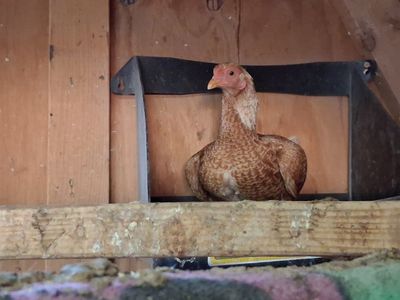 chickens. Roosters,pullets and hens. some laying some not laying. Roosters are free. and 2 white broad breastfed turkeys forsale