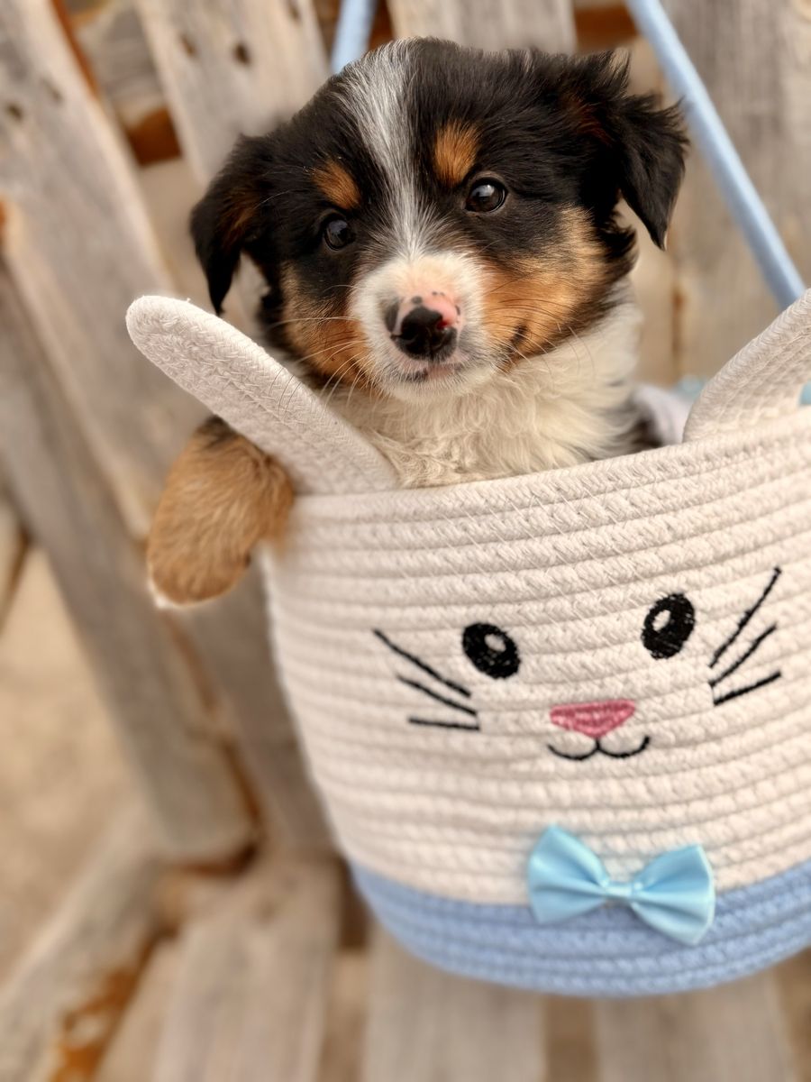 Purebreed Mini Aussie Pups