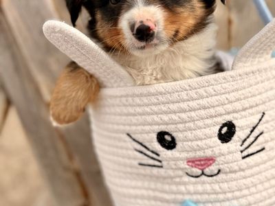 Purebreed Mini Aussie Pups