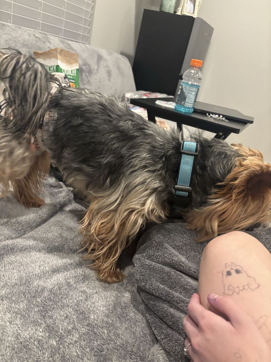 Boy Yorkie
