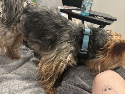 Boy Yorkie