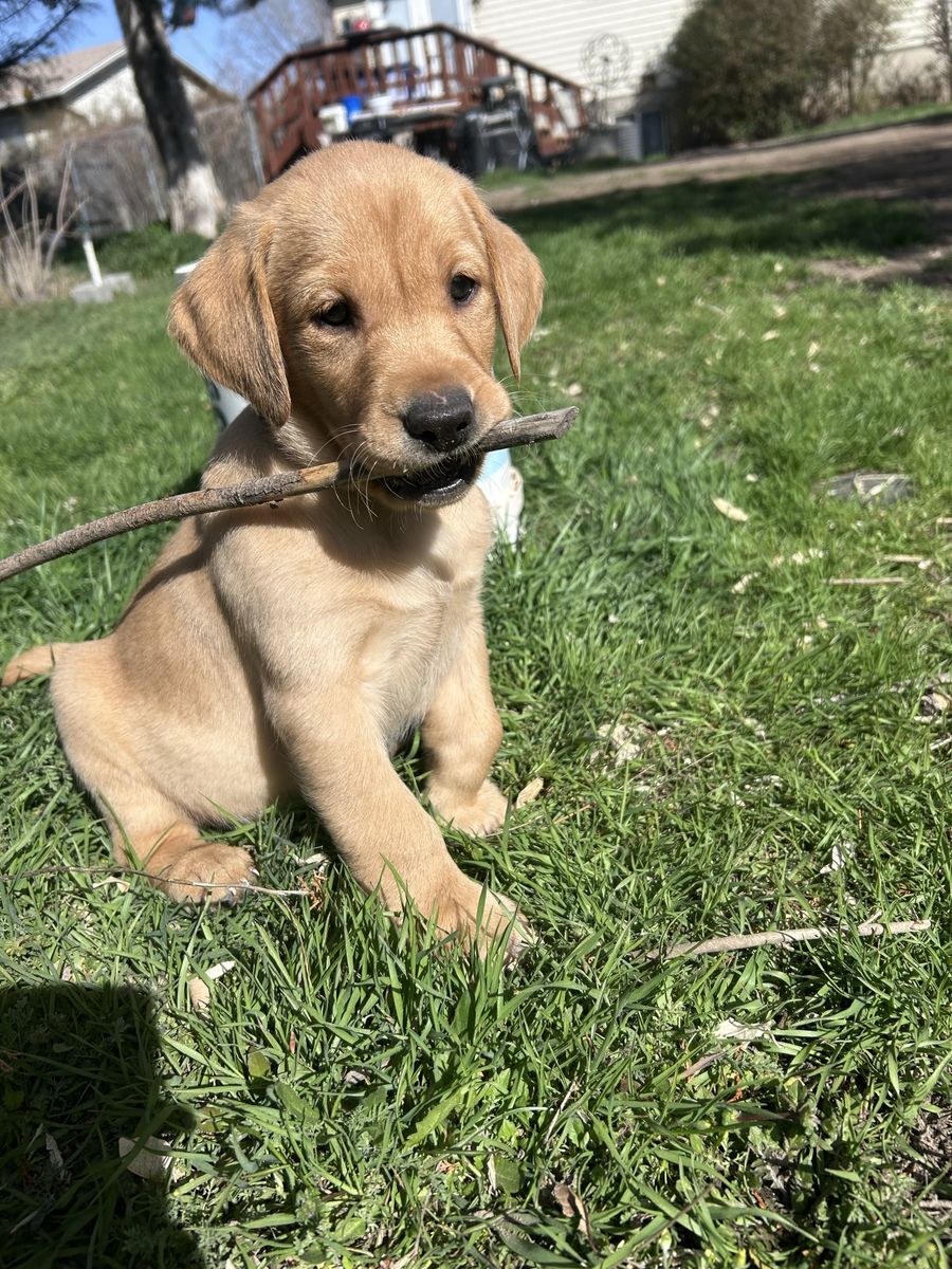 Yellow Lab Puppy