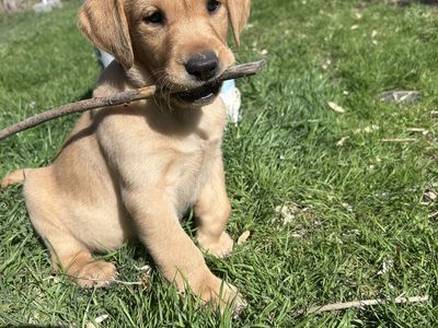 Yellow Lab Puppy