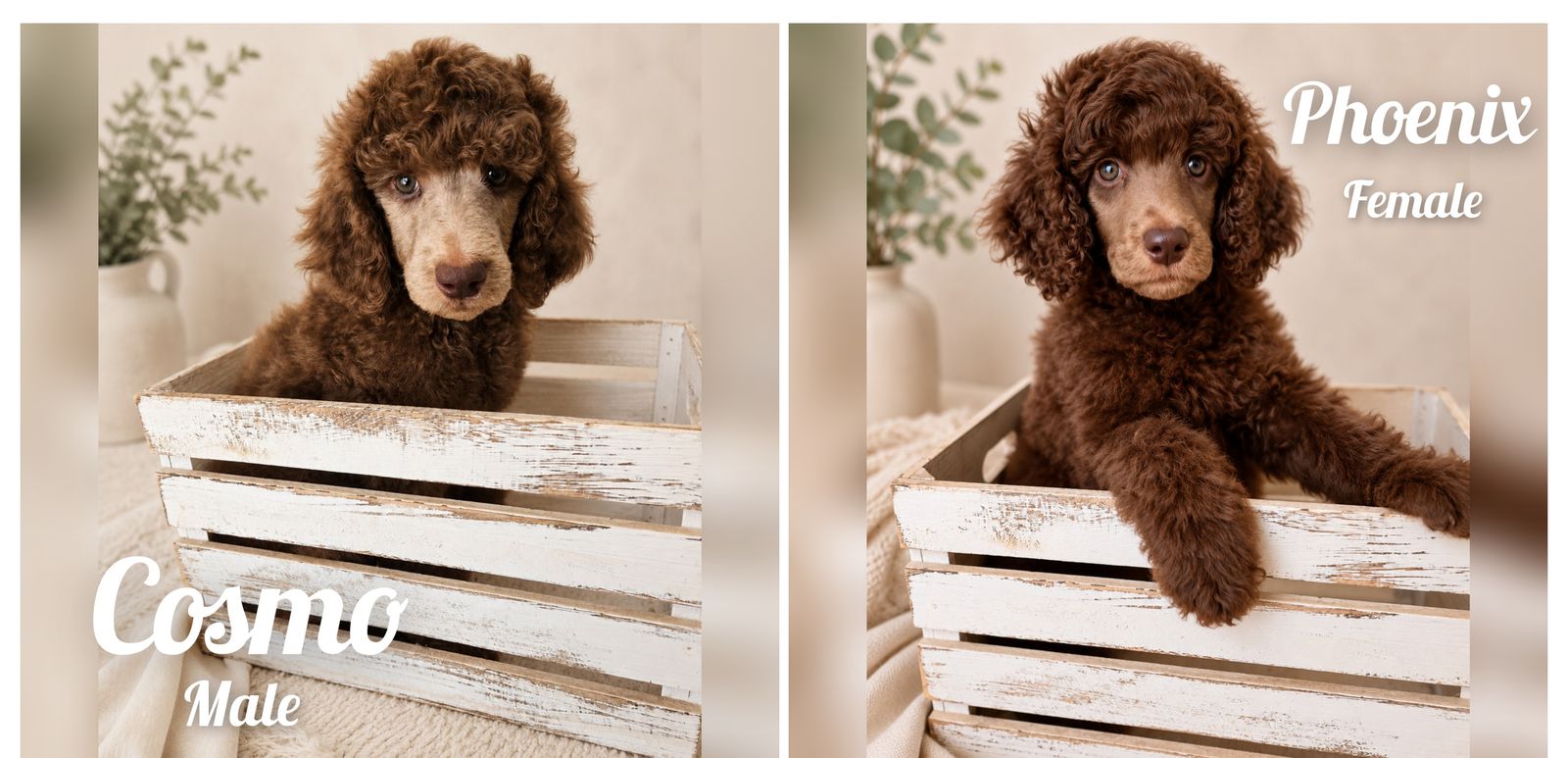 AKC Standard Poodle Puppies