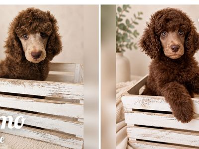 AKC Standard Poodle Puppies