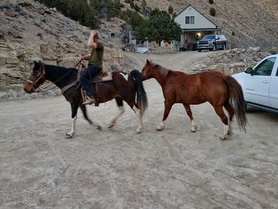 7 yr gelding