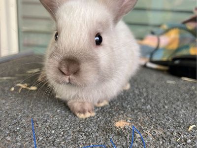 Adorable Rex/Lop Baby Bunnies!