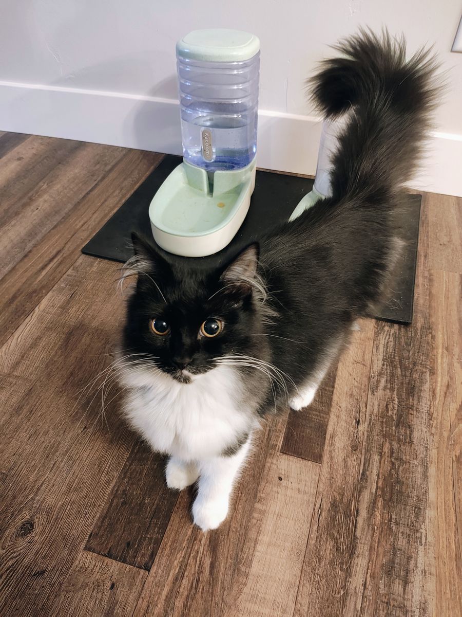 Sweet 6 month old Female Norwegian Forrest Cat