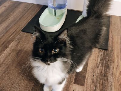 Sweet 6 month old Female Norwegian Forrest Cat