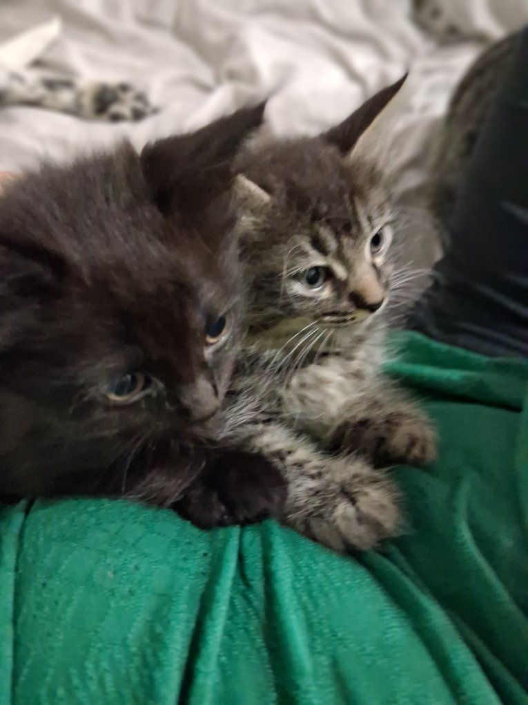 Kittens