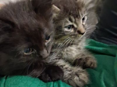 Kittens