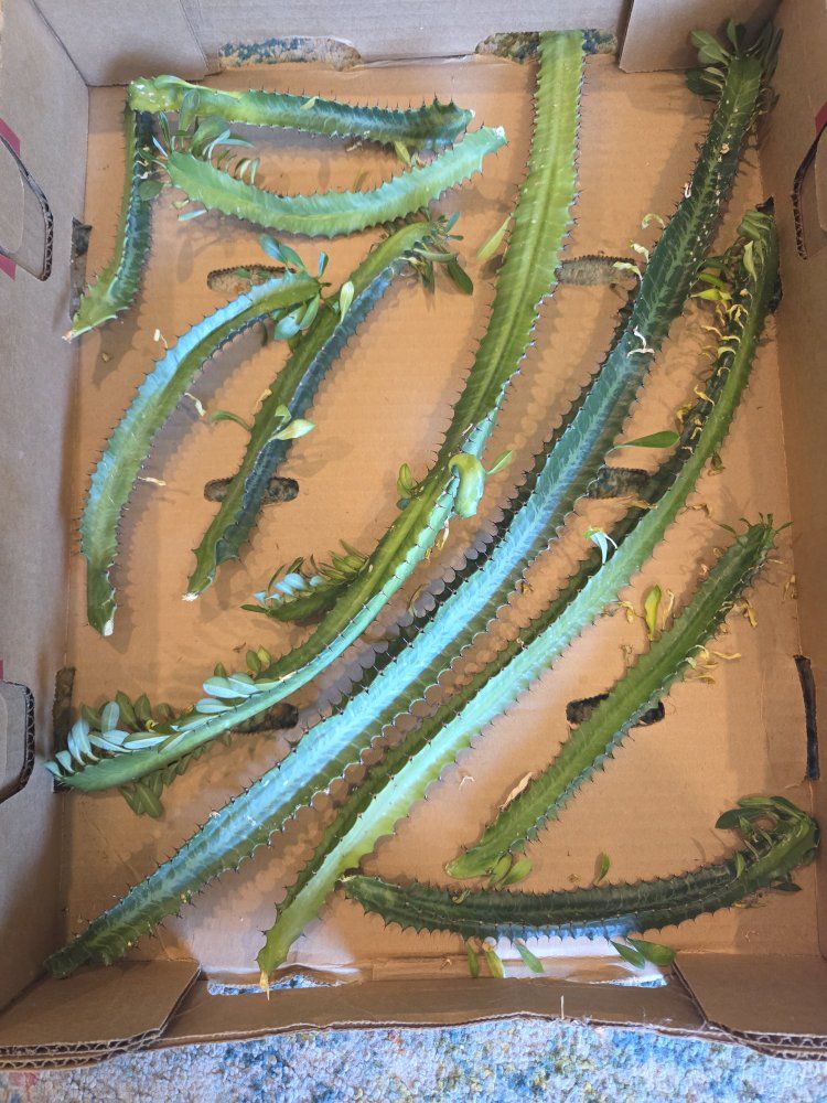 African Milk Tree Cactus Cuttings (Euphorbia Trigona) - Live Plant Stems
