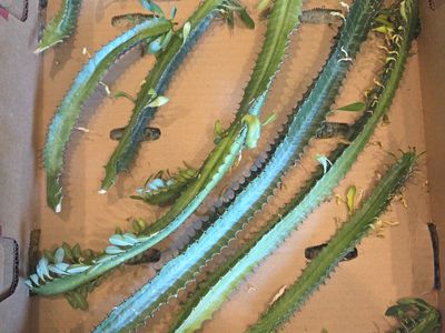 African Milk Tree Cactus Cuttings (Euphorbia Trigona) - Live Plant Stems