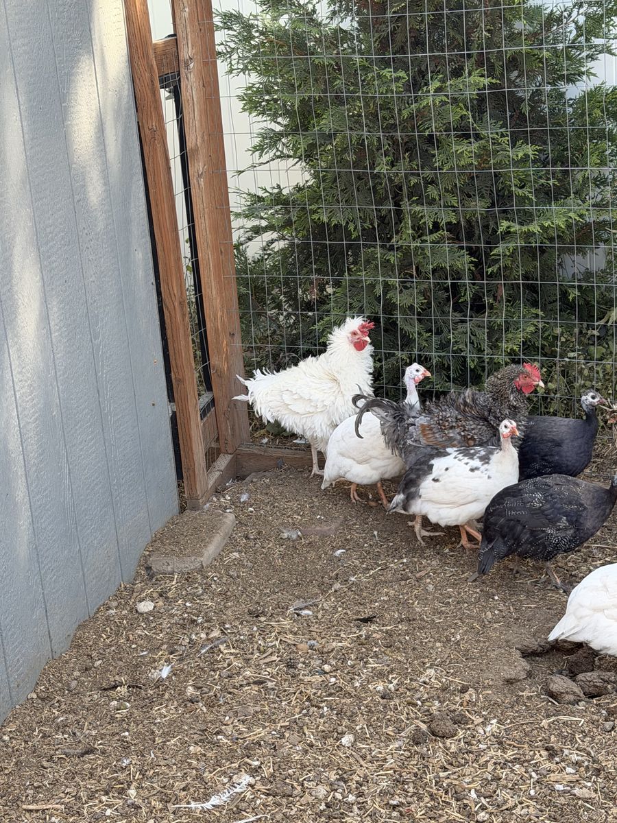 Roosters