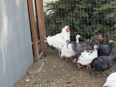 Roosters