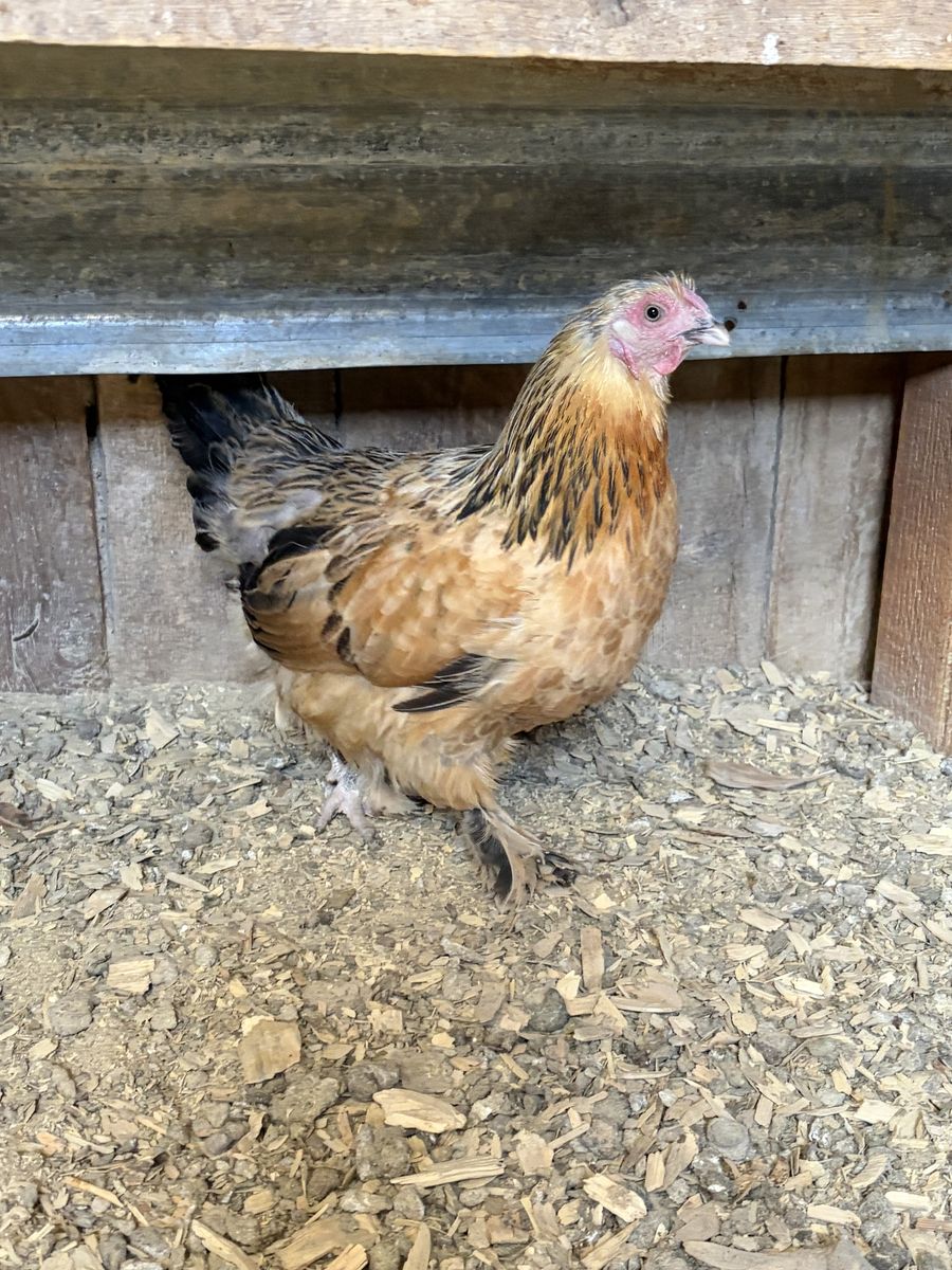 4 layer chickens