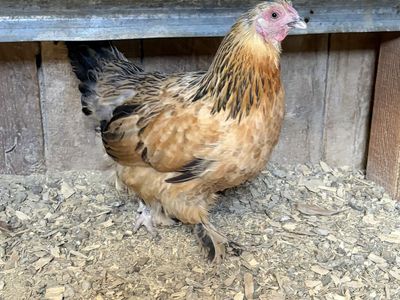 4 layer chickens