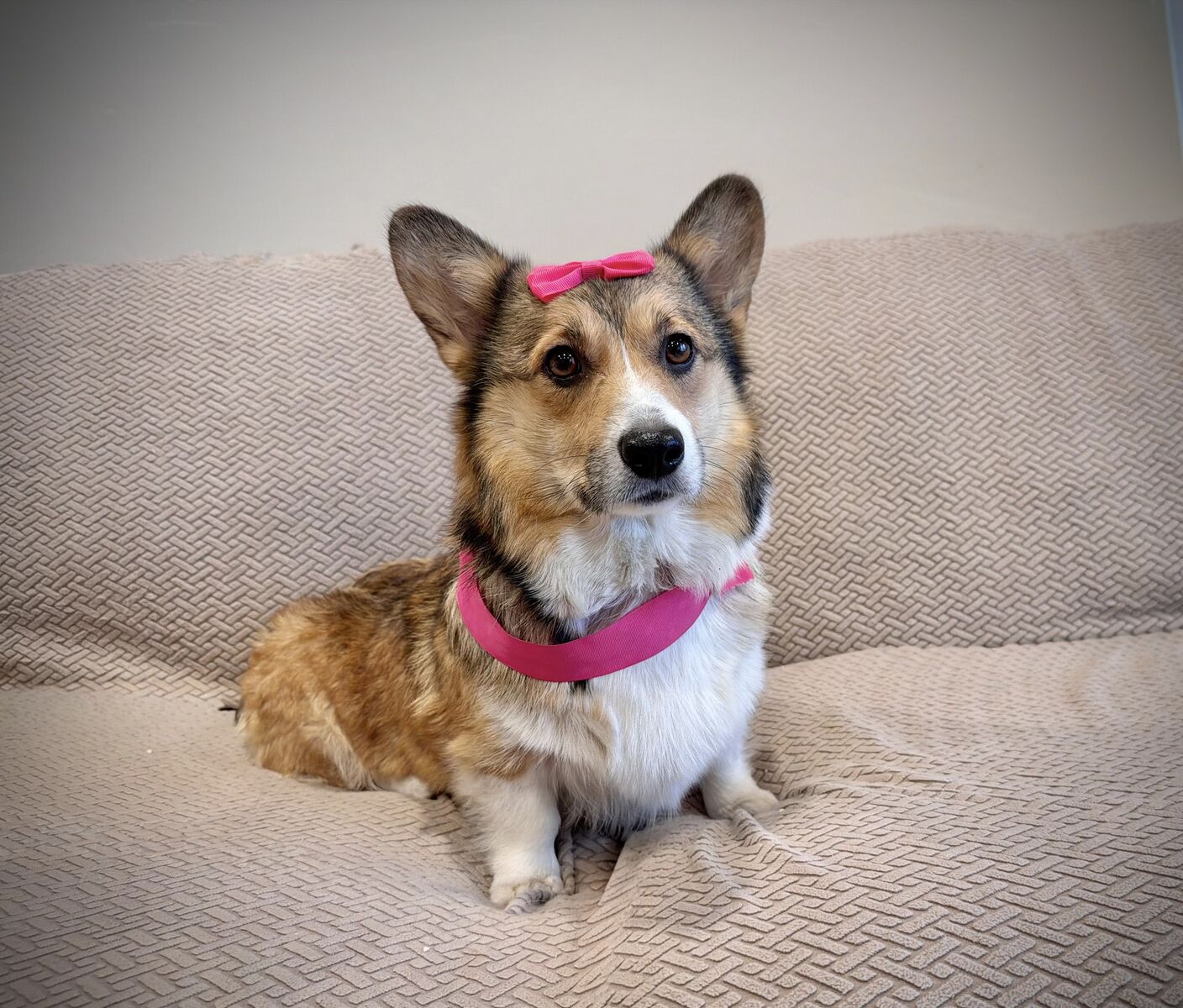 Purebred AKC Corgi girl